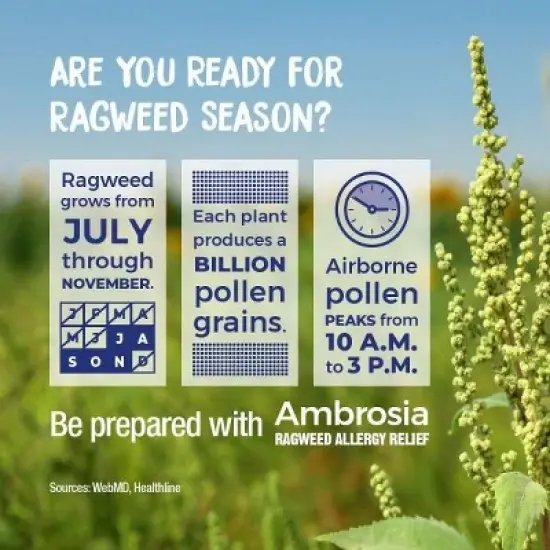 Ambrosia Artemisiaefolia 30C 3 MDT by Boiron Homeopathic Medicine For Ragweed Allergy Relief  -  3 Pack Pellet image {10}