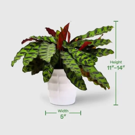 Live 5" Signature Foliage Plant - Good Little Garden&trade; image {3}