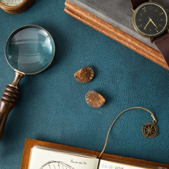 Okuna Outpost 2 Pack Natural Ammonite Bone Replicas, Cephalopod Shell from Madagascar, 1-1.4 in image {1}