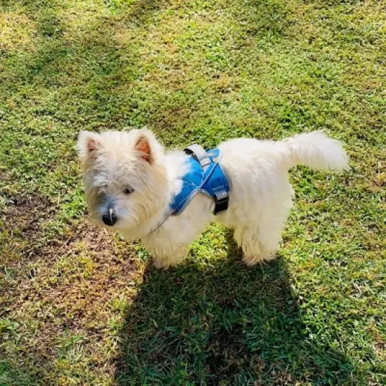 Doggy Tales Patented Realtree Hart Harness Surf Blue - Realtree Surf Blue image {2}