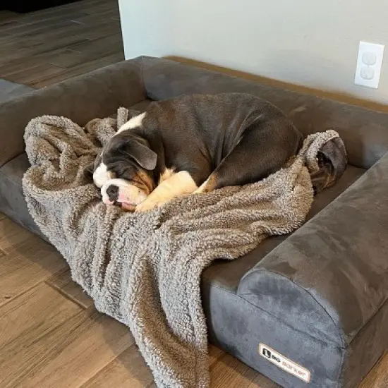 Big Barker 7" Orthopedic Dog Bed - Sofa Edition image {6}
