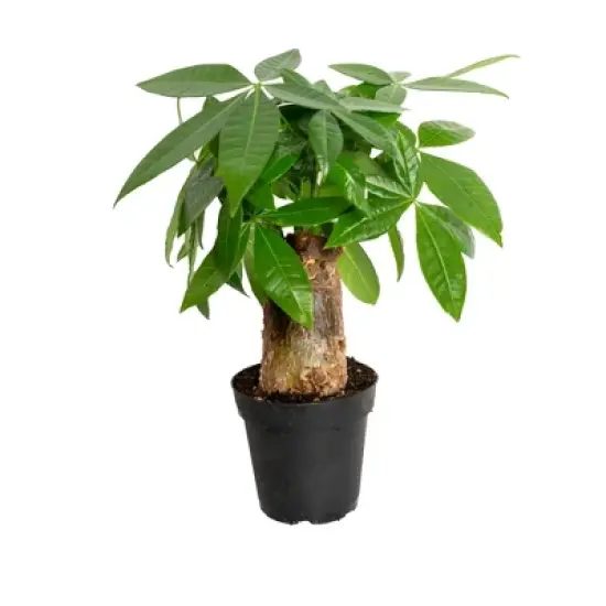 Live 4" Pachira Stump Potted Houseplant image {2}