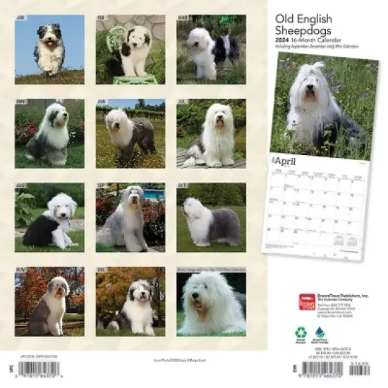 Browntrout 2024 Wall Calendar 12"x12" Old English Sheepdogs image {1}