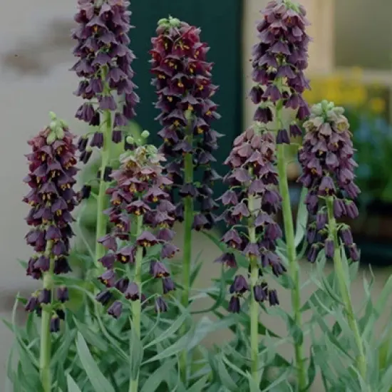Van Zyverden 3ct Bulbs Fritillaria Persica image {4}