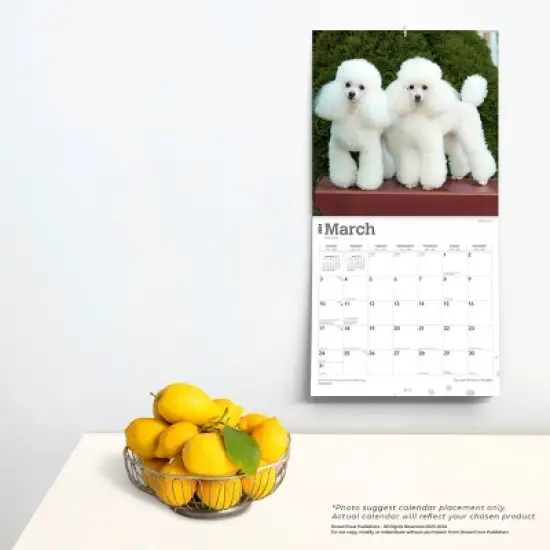 Browntrout 2024 Wall Calendar 12"x12" Toy and Miniature Poodles image {3}