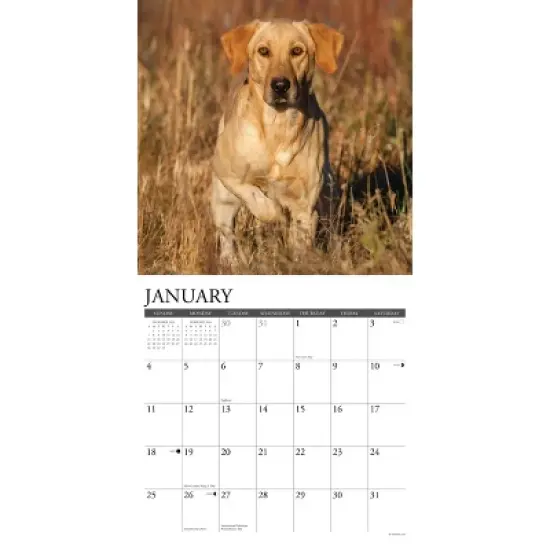Willow Creek Press 2026 Yellow Labs Wall Calendar image {2}