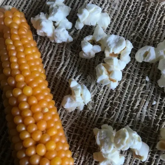 Free Day Popping Ear Non-GMO Yellow Un-Popped Popcorn - Pack of 6 - Popcorn on the Cob image {6}
