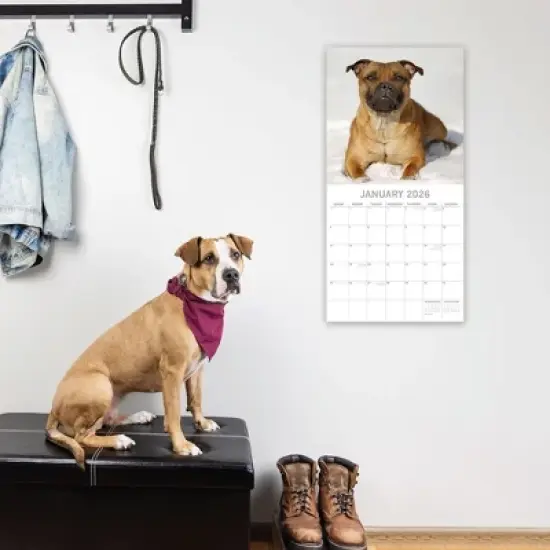 2026 Square Wall Calendar, Staffordshire Bull Terriers, 16-Month Animals Theme with 180 Reminder Stickers (12x12 In) image {1}