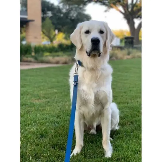 Country Brook Petz 3/4 Inch Nylon Dog Leash image {1}