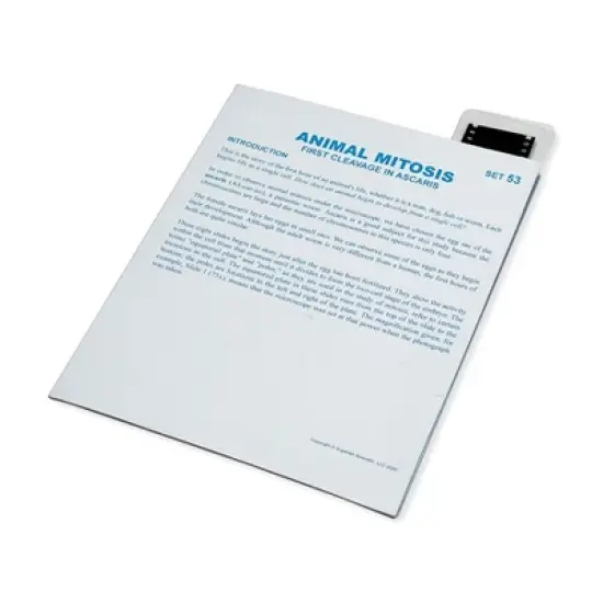 Supertek&reg; Microslide, Animal Mitosis, 35mm image {1}