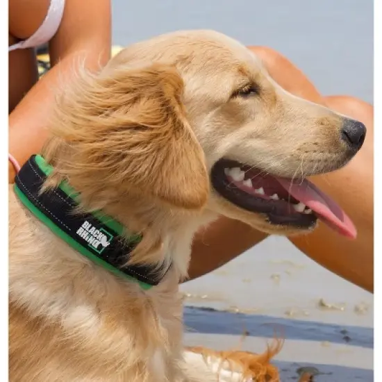 Black Rhino Ultra Soft Neoprene Padded Dog Collar - Medium - Black image {2}