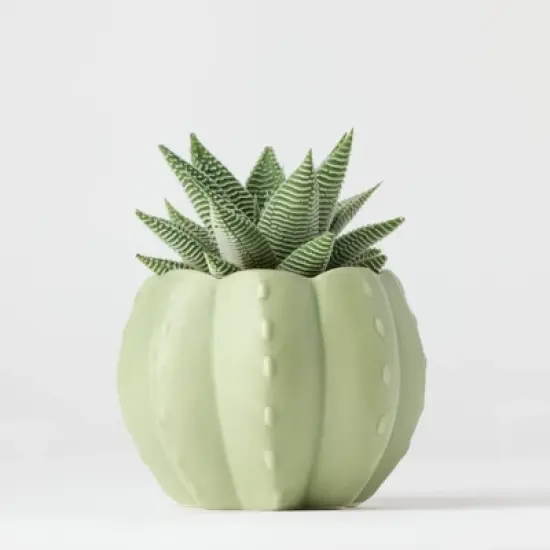 Pumped for Fall Green Live Houseplant - Good Little Garden&trade; image {4}