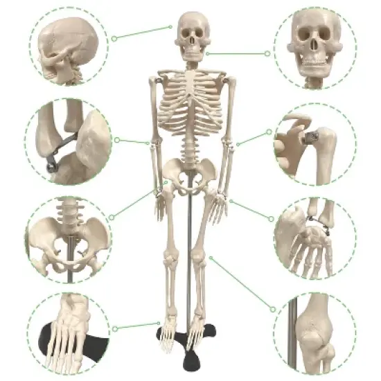 Supertek Human Skeleton Model with Key, 34" image {4}