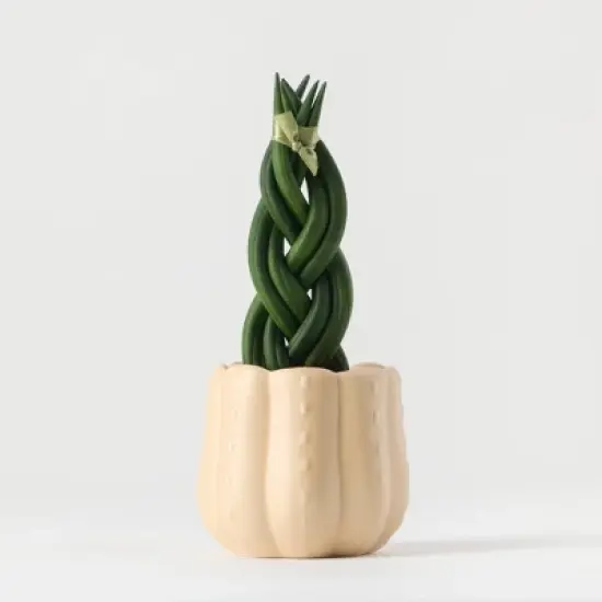 Pumped for Fall White Live Houseplant - Good Little Garden&trade; image {4}