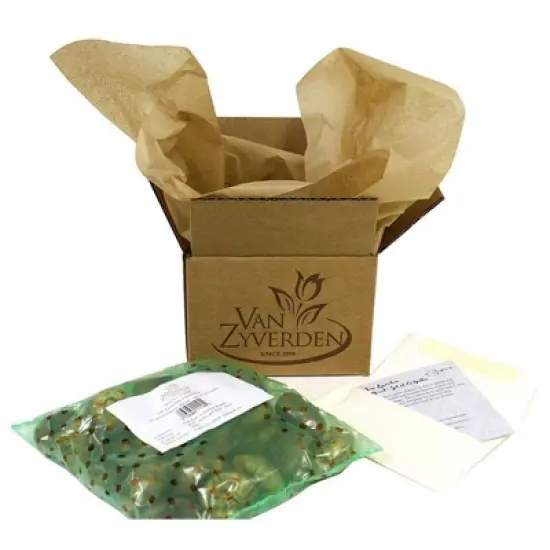 10ct Hyacinths Sweet Invitation Bulbs - Van Zyverden image {4}