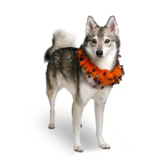 Midlee Witch Halloween Decorative Dog Collar image {1}