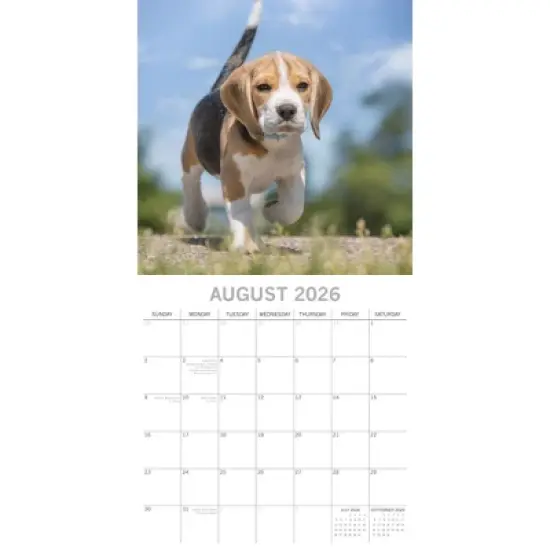 2026 Square Wall Calendar, Beagles, 16-Month Animals Theme, 180 Reminder Stickers (12x12 In) image {2}