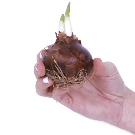 Narcissus Kit Ziva Paperwhite Bulb with Fluted Iron Faux Brass Finish Planter - Van Zyverden image {2}