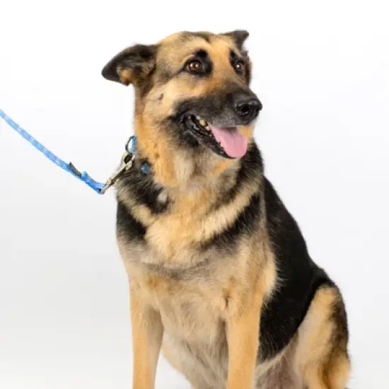 Country Brook Petz - Mermaid Scales Martingale Dog Collar image {5}