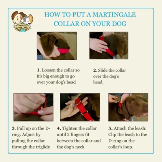 Country Brook Petz HossFit Jr Wide Martingale Dog Collar - Paisley Collection image {4}