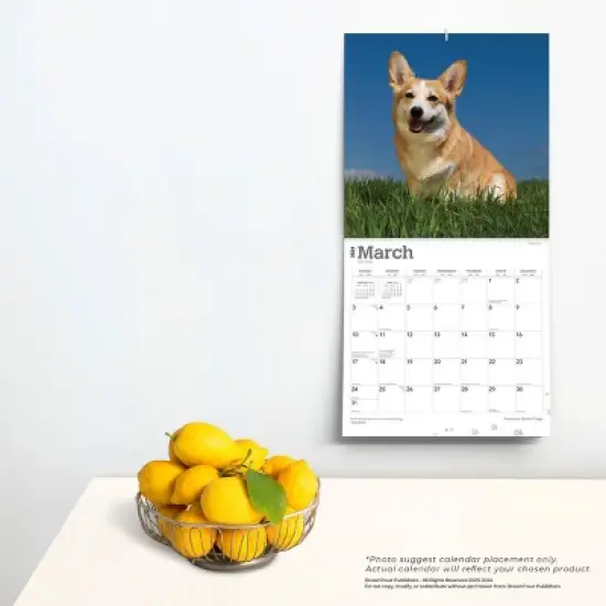 Browntrout 2024 Wall Calendar 12"x12" Pembroke Welsh Corgis image {3}
