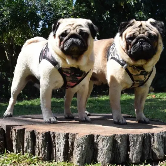 Doggie Design American River Dog Harness Camouflage Collection-Pink image {2}