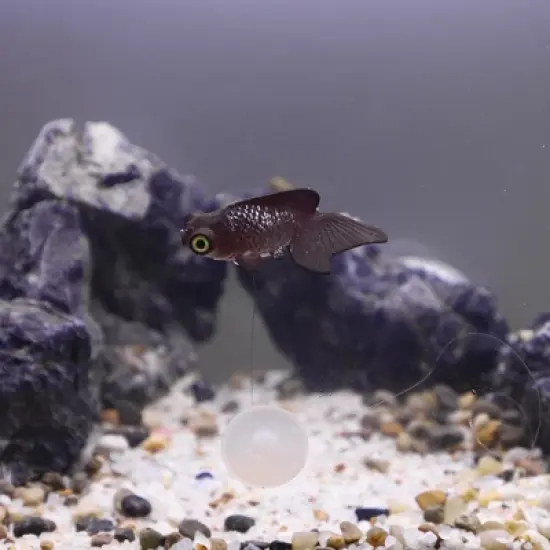 Unique Bargains Aquarium Glowing Simulation Decoration Artificial Golden Fish Ornament with Suction Cup Brown 1 Pcs image {4}