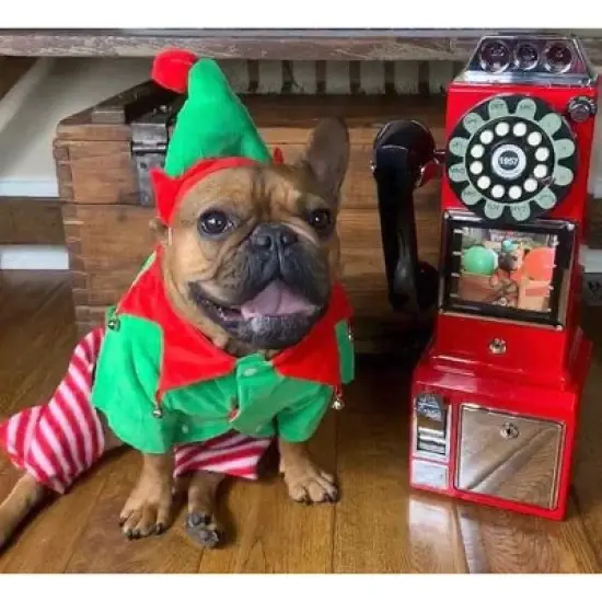 Midlee Dog Elf Costume image {6}