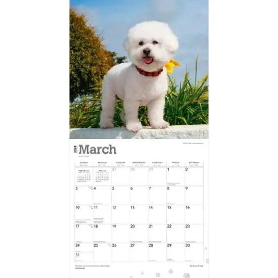 Browntrout 2024 Wall Calendar 12"x12" Bichon Frise image {2}