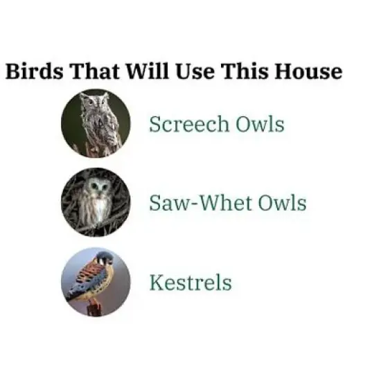Ultimate Poly Screech Owl or Saw-Whet Owl House Nesting Box image {7}