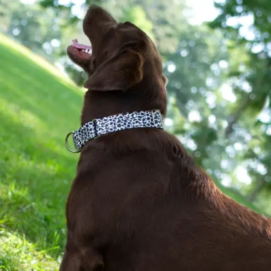 Country Brook Petz HossFit Jr Wide Martingale Dog Collar - Animal Print Collection image {2}