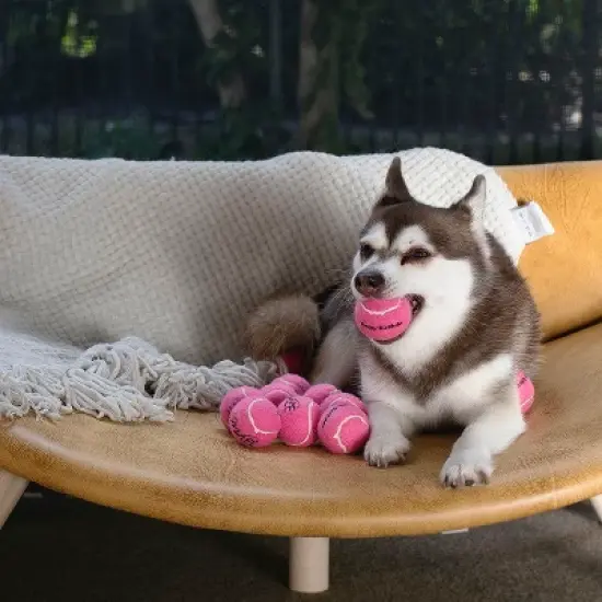 Midlee Happy Birthday Dog Tennis Balls image {4}