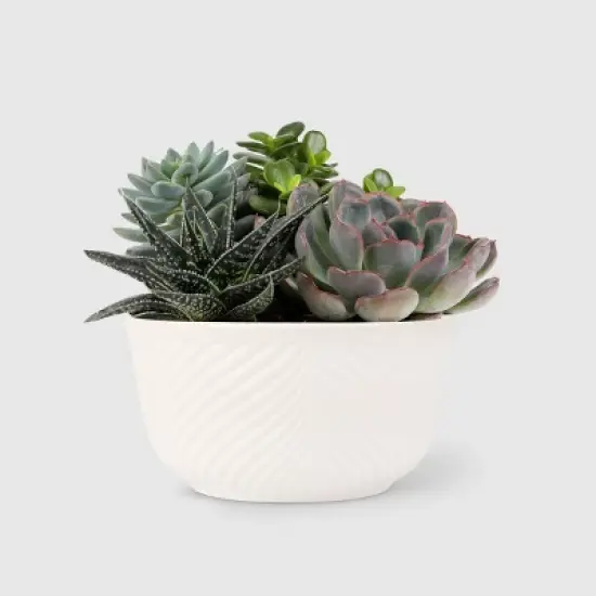 Live 6" Succulent Garden Houseplant (Varieties May Vary) - Good Little Garden&trade; image {8}