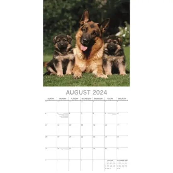 The Gifted Stationery 2024 Square Wall Calendar, German Shepherds, 16-Month Paw Prints Theme with 180 Reminder Stickers (12 x 12 In) image {2}