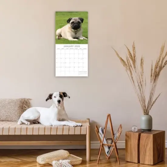 2026 Square Wall Calendar, Pugs, 16-Month Animals Theme with 180 Reminder Stickers (12x12 In) image {1}