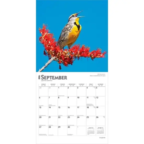 BrownTrout Songbirds 2026 12"x24" Hanging Square Wall Calendar Plastic-Free image {3}