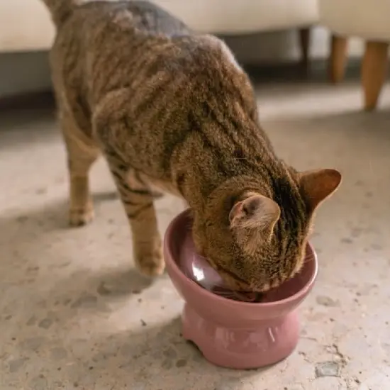 Dexypaws: Elevated Ceramic Bowl For Cats - Ash Blush - 7oz Capacity image {1}