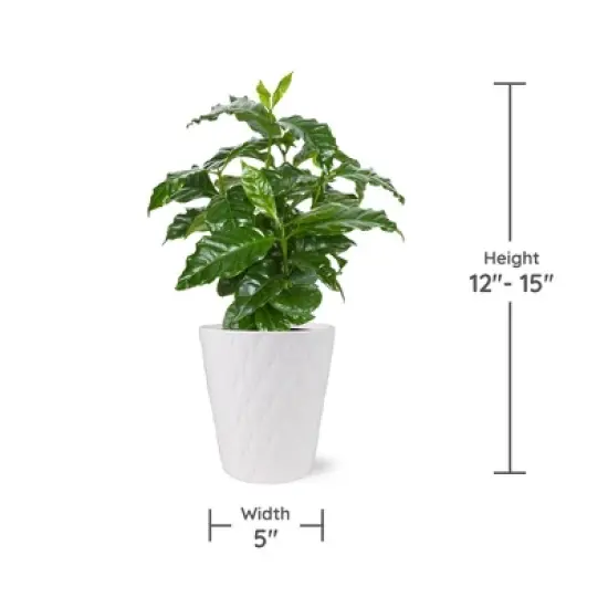 Live 5" Coffee Arabica Houseplant in White Planter image {4}