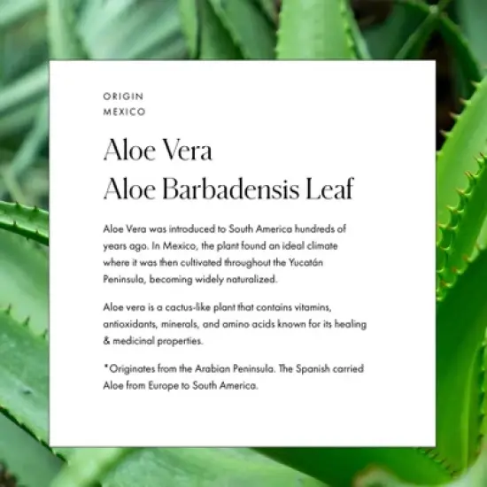 Vamigas Rosa Mosqueta and Aloe Face Mist - 3.38 fl oz image {4}