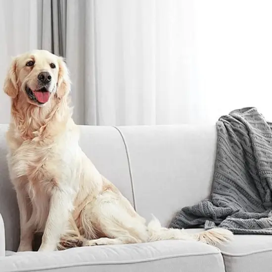 ZEP Enforcer Flea Killer for Carpet Fresh Linen - 20 oz. image {10}