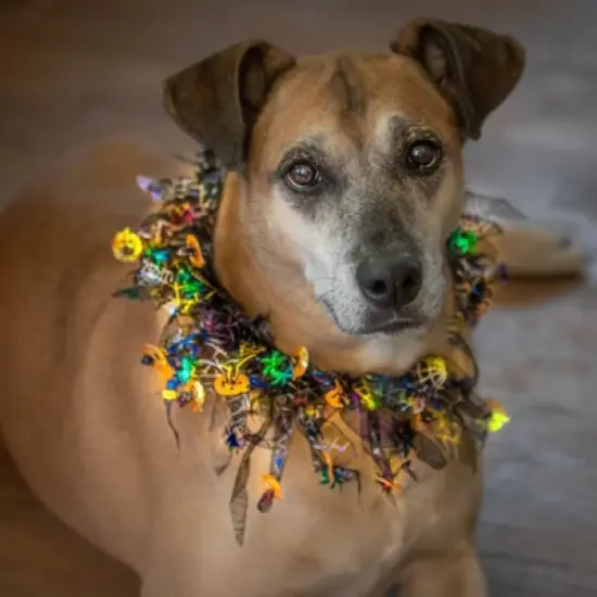 Midlee Pumpkin & Spider Web Halloween Decorative Dog Collar image {3}