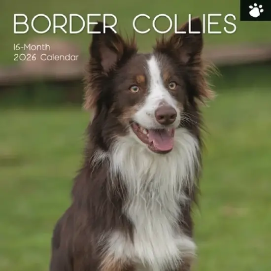 2026 Square Wall Calendar, Border Collies, 16-Month Paw Prints Theme with 180 Reminder Stickers (12x12 In) image {4}