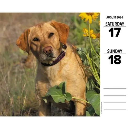 Willow Creek Press 2024 Daily Desk Calendar 5.2"x6.2" Labs image {2}