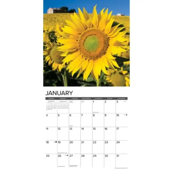 Willow Creek Press 2026 Sunflowers Wall Calendar image {2}