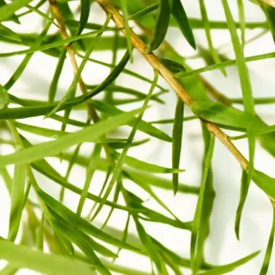 Dr. Bronner's All-One Pure-Castile Magic Bar Soap - Tea Tree - 5oz image {7}