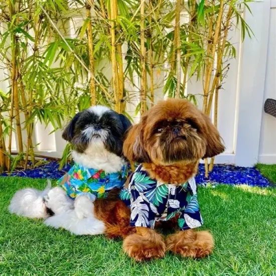 Parisian Pet 'Palm Leaves' Dog & Cat T-Shirt &ndash; Trendy Tropical Summer Pet Clothing, Comfortable & Lightweight - Blue & White image {3}