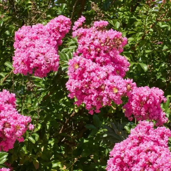 National Plant Network Pocomoke Dwarf Crepe Myrtle - 3gal image {7}