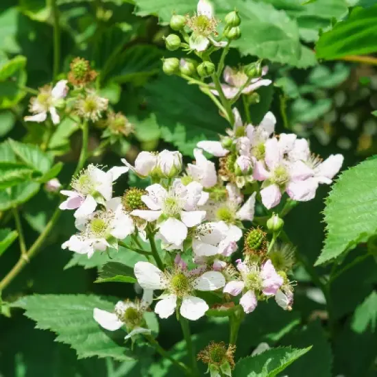 Bushel and Berry Blackberry 'Baby Cakes' 1pc Seasonal U.S.D.A. Hardiness Zones 4-8 National Plant Network 2.5qt image {4}