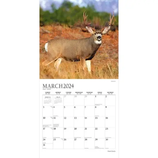 StarGifts 2024 Wall Calendar 12"x12" Giant Bucks image {2}