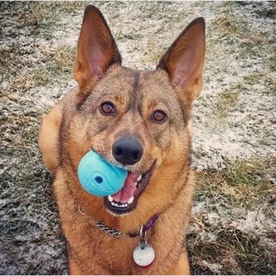 Chuckit The Whistler Chuck-It Ball- Large image {2}